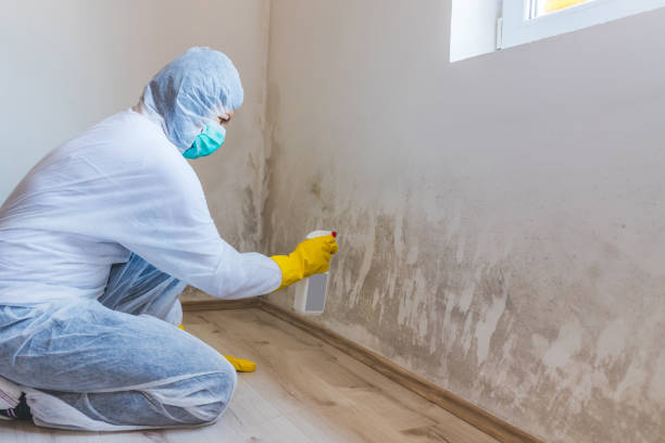 Licensed Commercial Mold Remediation service in Mesa, AZ - WQB Mold Removal